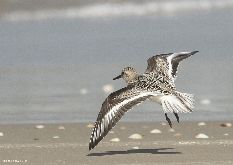   Sanderling Calidris alba     Maagan Michael 04-09-12  Lior Kislev                    